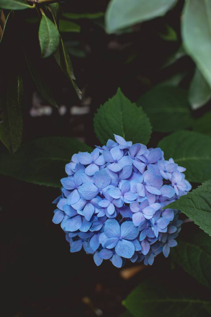 Como plantar e cuidar de hortênsias