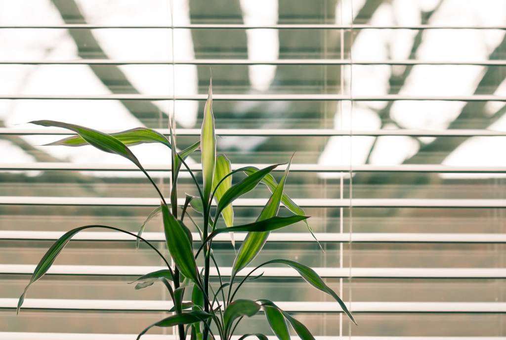 Cuidados-com-as-cortinas-confira-como-limpá-las-corretamente-pexels-11 Cuidados-com-as-cortinas-confira-como-limpá-las-corretamente-pexels-11