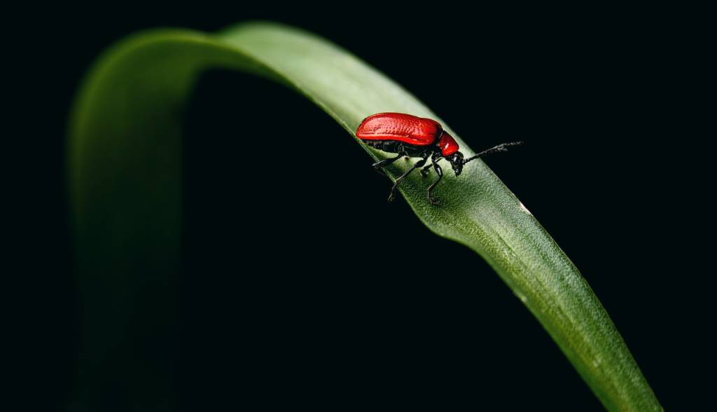 Por-que-as-minhas-plantas-estão-ficando-amareladas-03