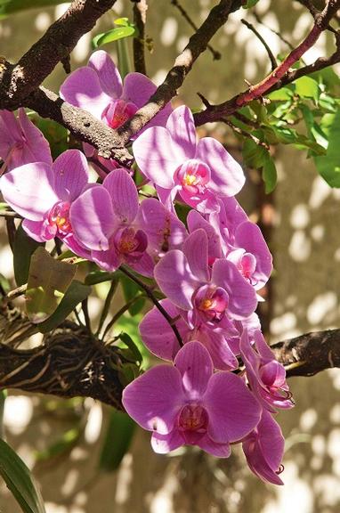 a-vida-acontece-no-quintal-021