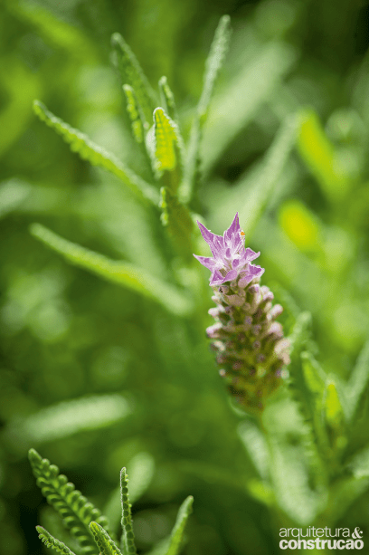 Fácil de cultivar no nosso país, a lavanda-comum (Lavandula dentata), além de toques lilases e perfume, apresenta propriedades relaxantes.