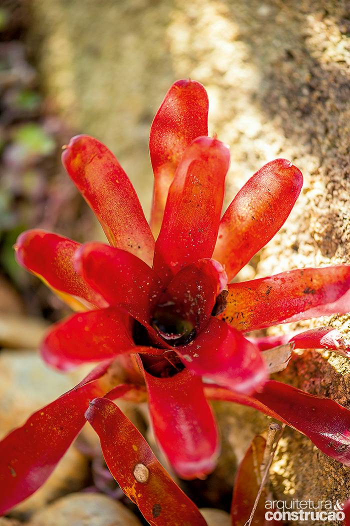 Eleita pela exuber&acirc;ncia e facilidade de manuten&ccedil;&atilde;o, a brom&eacute;lia Neoregelia fireball dialoga muito bem com ambientes rochosos.