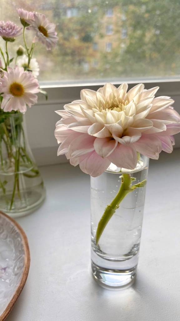 dalia-flores-jardim-dicas-cultivo-pexels-анна-орлова dalia-flores-jardim-dicas-cultivo-pexels-анна-орлова