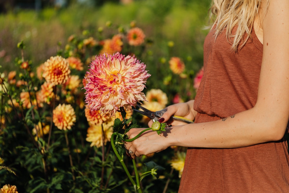 dalia-flores-jardim-dicas-cultivo-pexels-karolina-grabowska Como plantar e cuidar de dálias