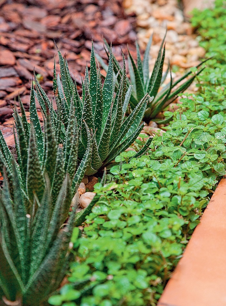 jardim renovado em apenas 3 dias depois1