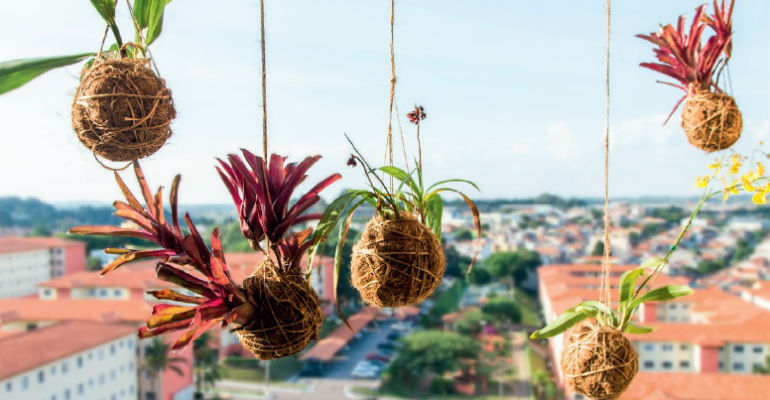Kokedama