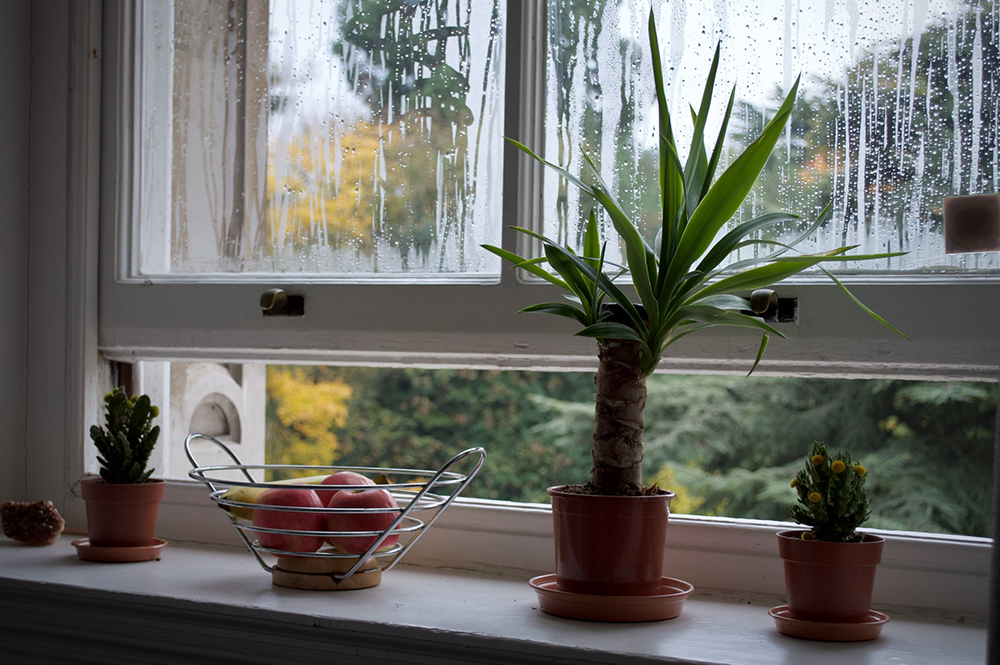 mofo-limpeza-dicas-organizaçao-casa-annie-spratt-unsplash-william-santos-unsplash-02 Vasos de planta em frente a janela úmida.