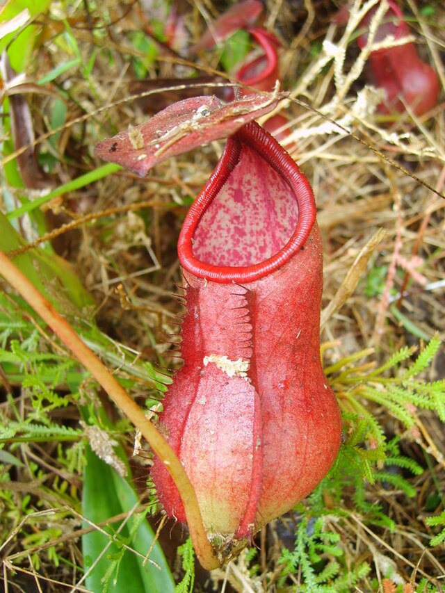 Planta carnívora. Nepenthes.