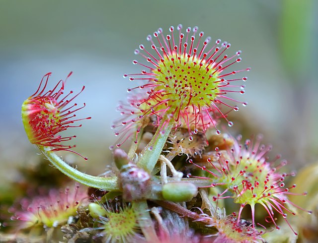 Planta carnívora. Drosera.