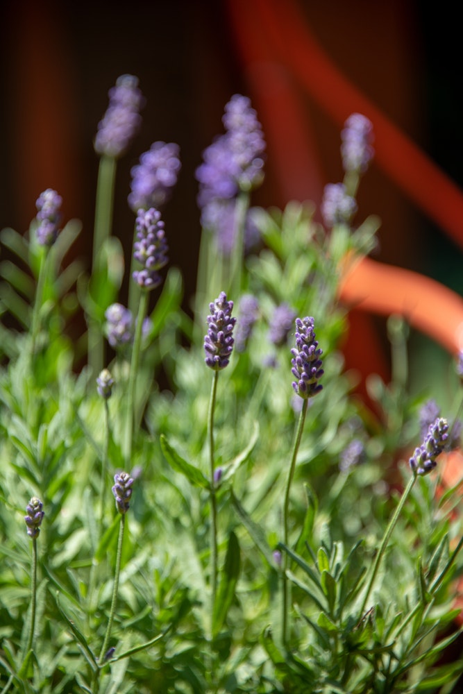 Lavanda