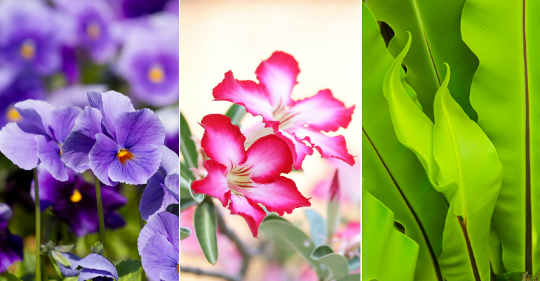 3 Espécies de plantas mais indicadas pra cultivar no banheiro