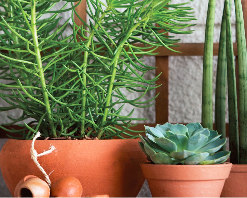 plantas; vaso terracota; alecrim; suculenta