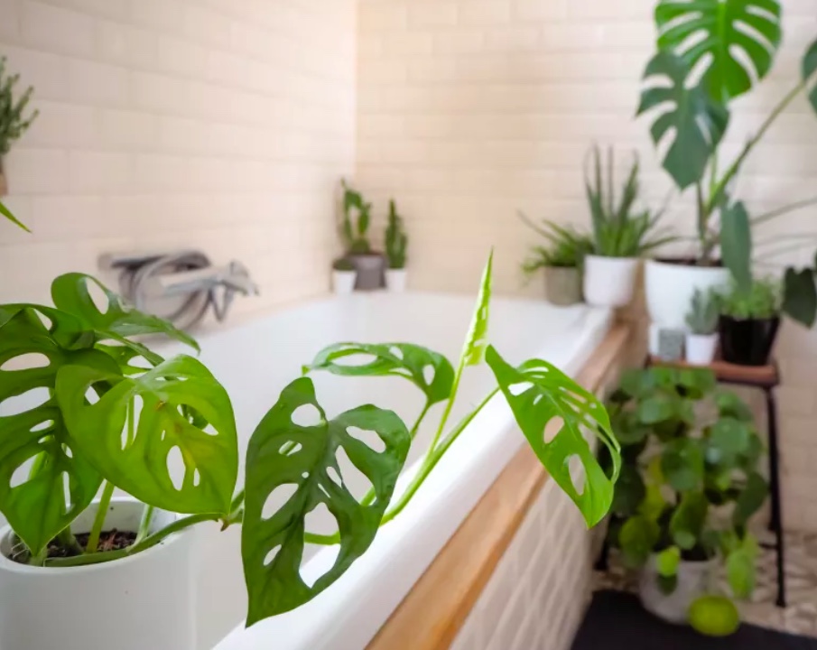 8-plantas-que-se-dão-bem-em-locais-úmidos-como-o-banheiro-10 8-plantas-que-se-dão-bem-em-locais-úmidos-como-o-banheiro-10