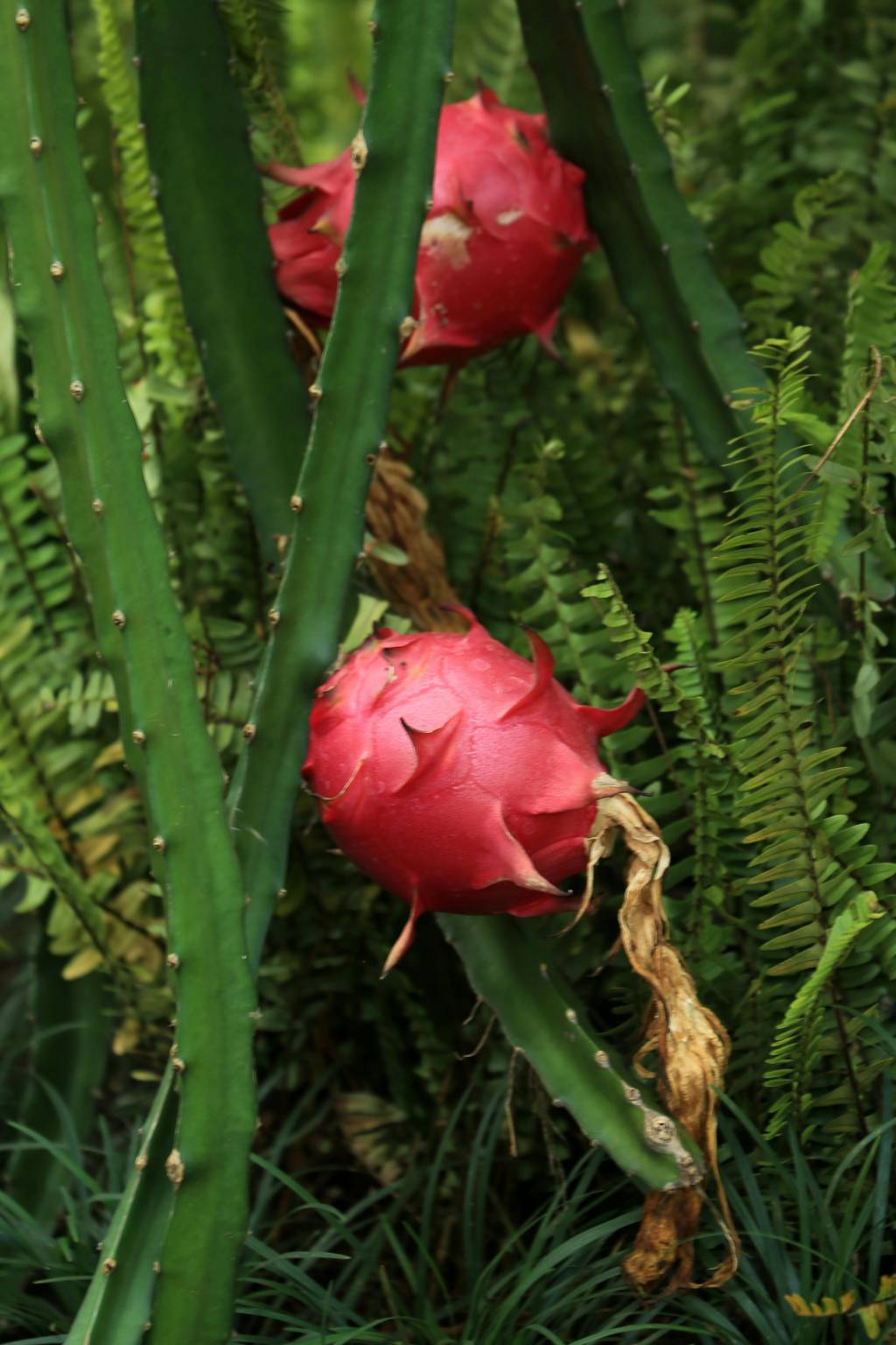 Como cultivar um cacto de pitaya em casa