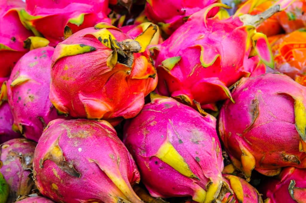 como-cultivar-pitaya-em-casa-casa.com-6-unsplash-alexander-schimmeck