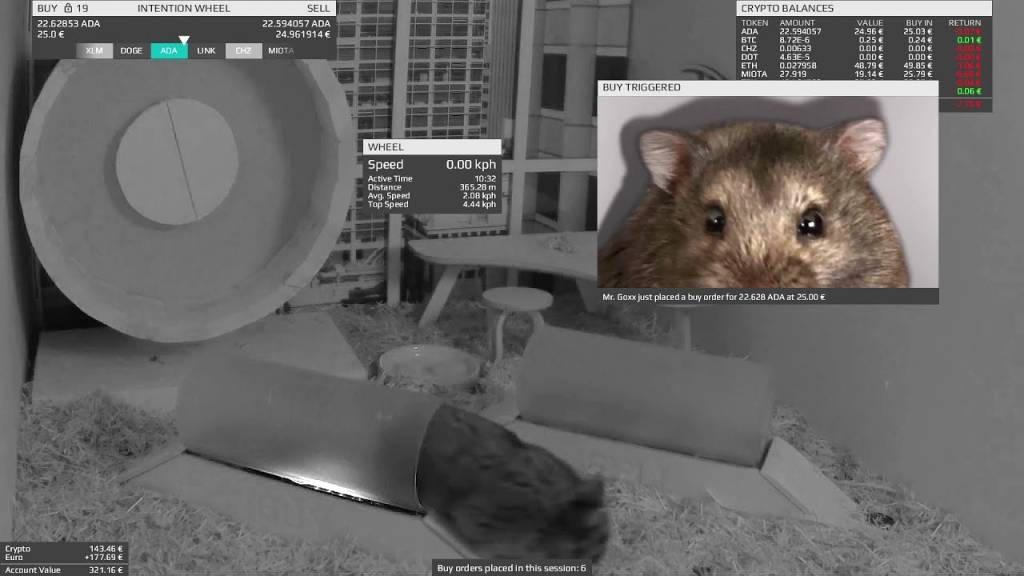 este-hamster-e-um-investidor-de-criptomoedas-casa.com-2-youtube este-hamster-e-um-investidor-de-criptomoedas-casa.com-2-youtube