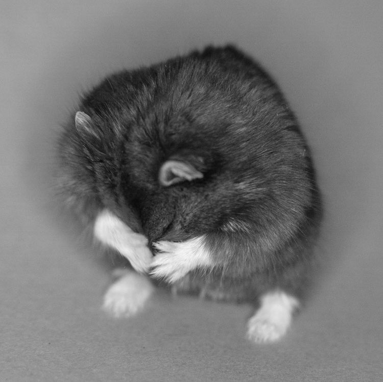 este-hamster-e-um-investidor-de-criptomoedas-casa.com-3-twitter-mr-goxx este-hamster-e-um-investidor-de-criptomoedas-casa.com-3-twitter-mr-goxx