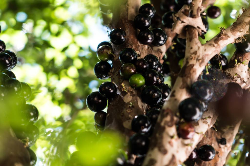 Jaboticaba or Jabuticaba fruit, Brazilian exotic fruit