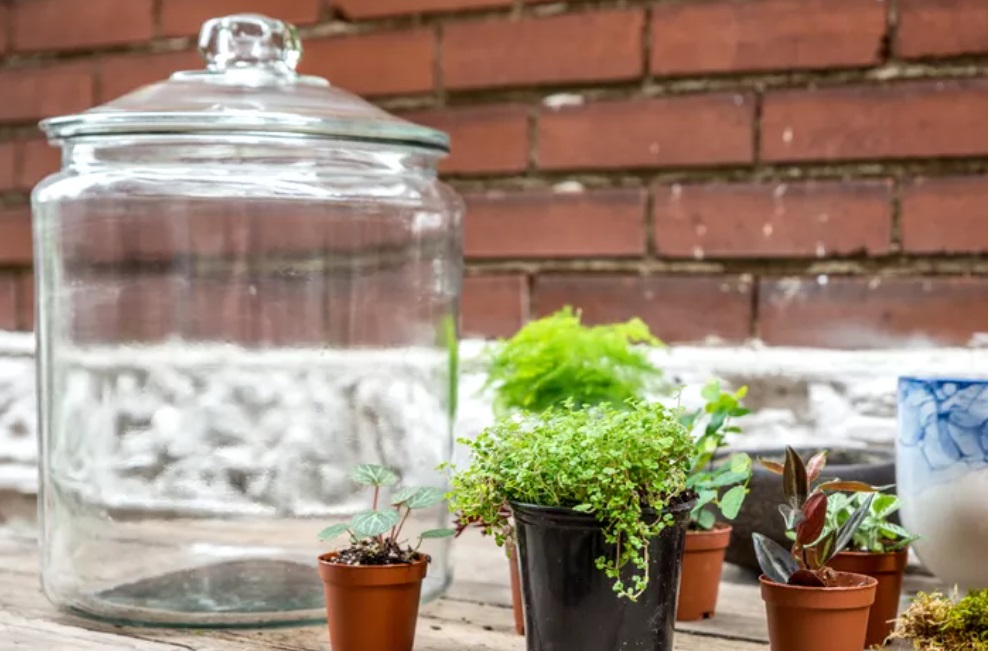como-fazer-terrario-diy-facil- The Spruce-Adrienne Legault-03 como-fazer-terrario-diy-facil- The Spruce-Adrienne Legault-03