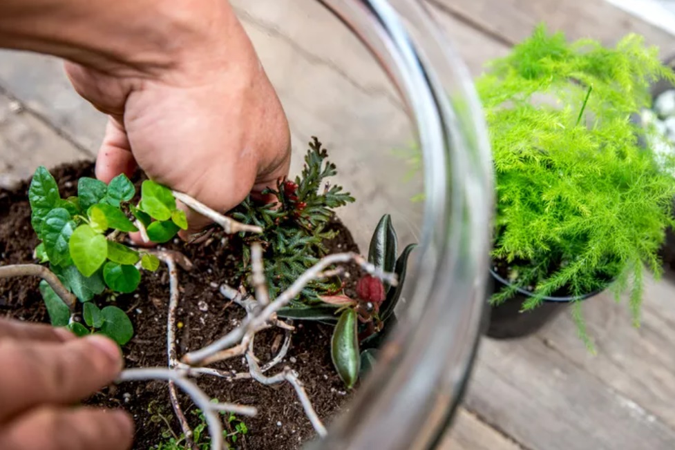 como-fazer-terrario-diy-facil- The Spruce-Adrienne Legault-06 como-fazer-terrario-diy-facil- The Spruce-Adrienne Legault-06