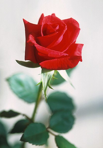 Uma rosa vermelha