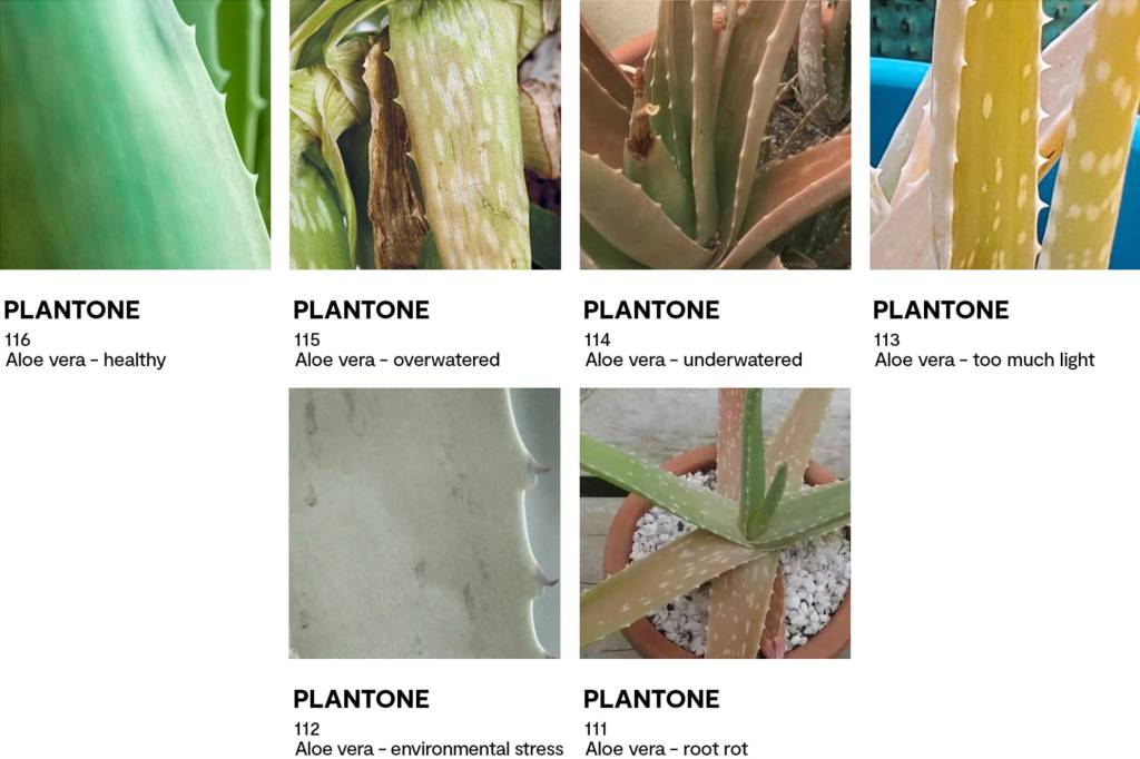 identifique-doencas-nas-suas-plantas-com-uma-paleta-de-cores-casa.com-1-patch-plants identifique-doencas-nas-suas-plantas-com-uma-paleta-de-cores-casa.com-1-patch-plants