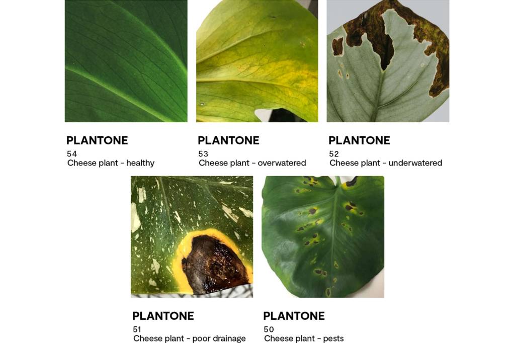 identifique-doencas-nas-suas-plantas-com-uma-paleta-de-cores-casa.com-3-patch-plants identifique-doencas-nas-suas-plantas-com-uma-paleta-de-cores-casa.com-3-patch-plants