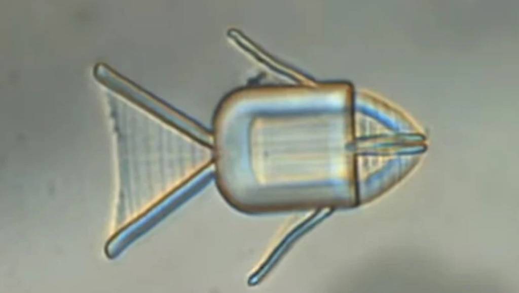 microrrobos-cancer-tratamento-designboom-04 microrrobos-cancer-tratamento-designboom-04