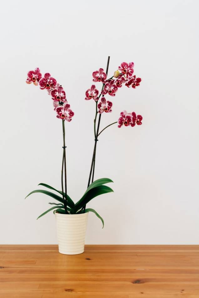 Orquídeas Orquídeas