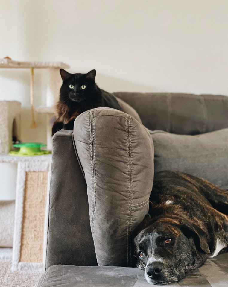 sofas-e-pets-casa.com-8-unsplash-madalyn-cox sofas-e-pets-casa.com-8-unsplash-madalyn-cox