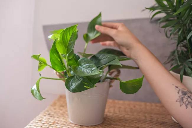 10-10-plantas-que-ajudam-a-melhorar-o-sono 10-10-plantas-que-ajudam-a-melhorar-o-sono