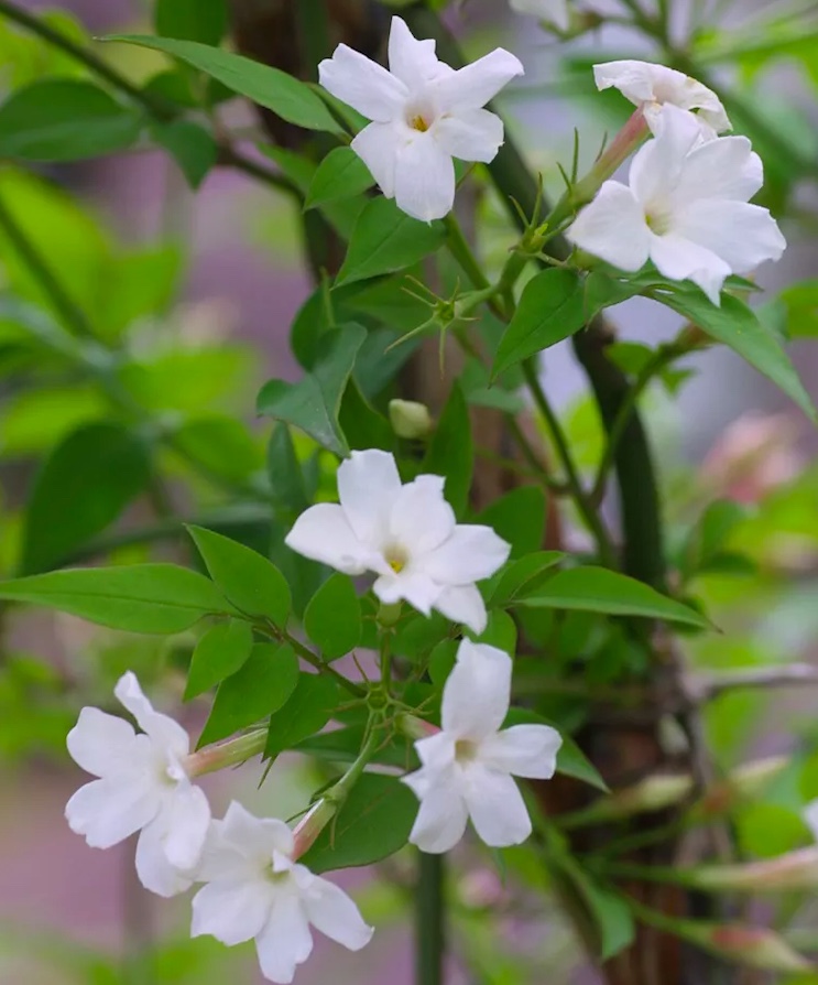 Como-cultivar-jasmim-03 Como-cultivar-jasmim-03