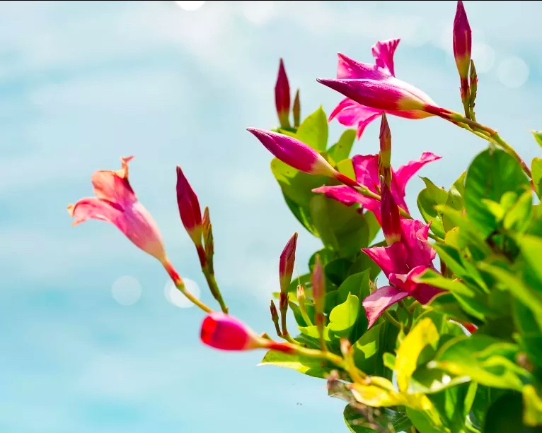 Como-cultivar-jasmim-17 Como-cultivar-jasmim-17