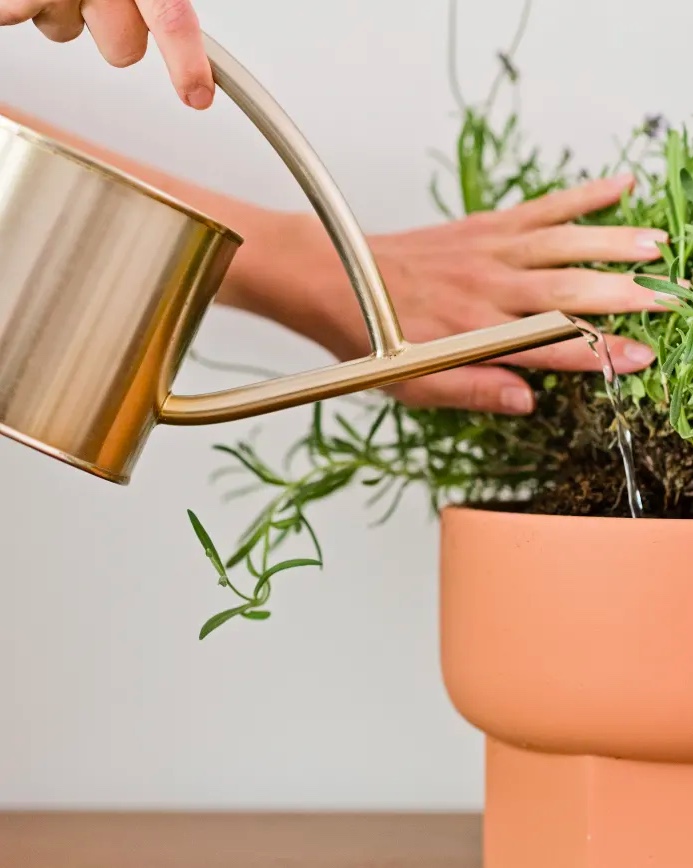 Como-não-matar-suas-plantas-se-você-for-viajar-03