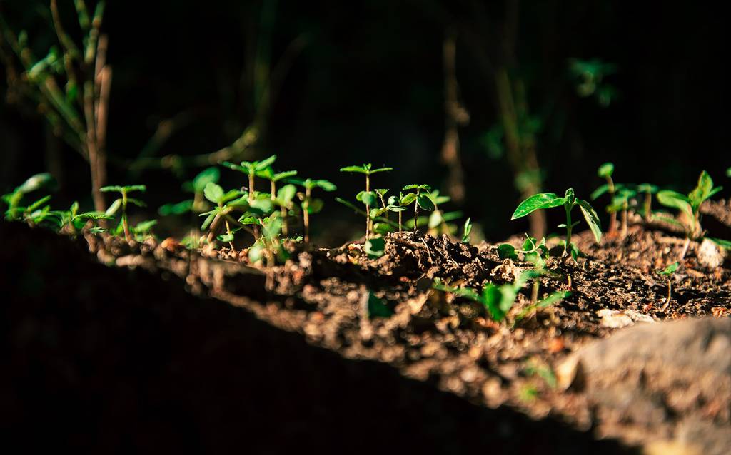 como-cultivar-salada-em-vasos-ciclo-vivo-Rain Yan-Unsplash