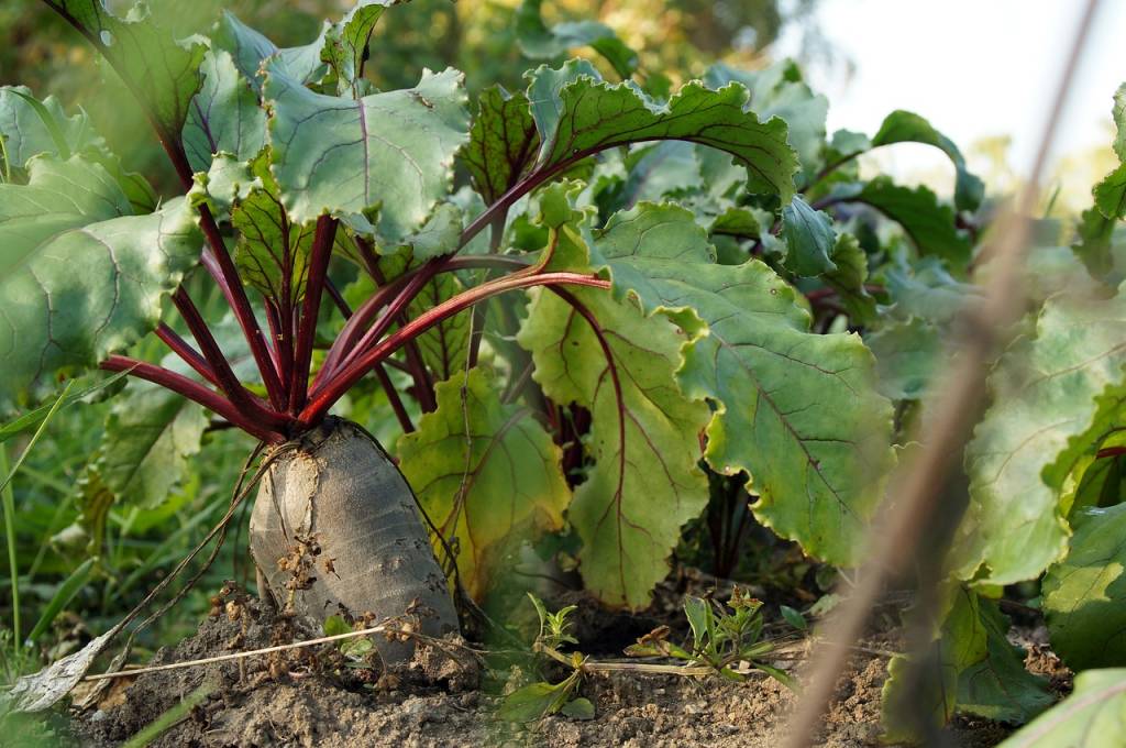como-cultivar-salada-em-vasos-ciclo-vivo-beterraba-Pixabay como-cultivar-salada-em-vasos-ciclo-vivo-beterraba-Pixabay