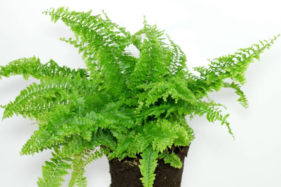 Nephrolepis exaltata - Samambia Nephrolepis exaltata - Samambia