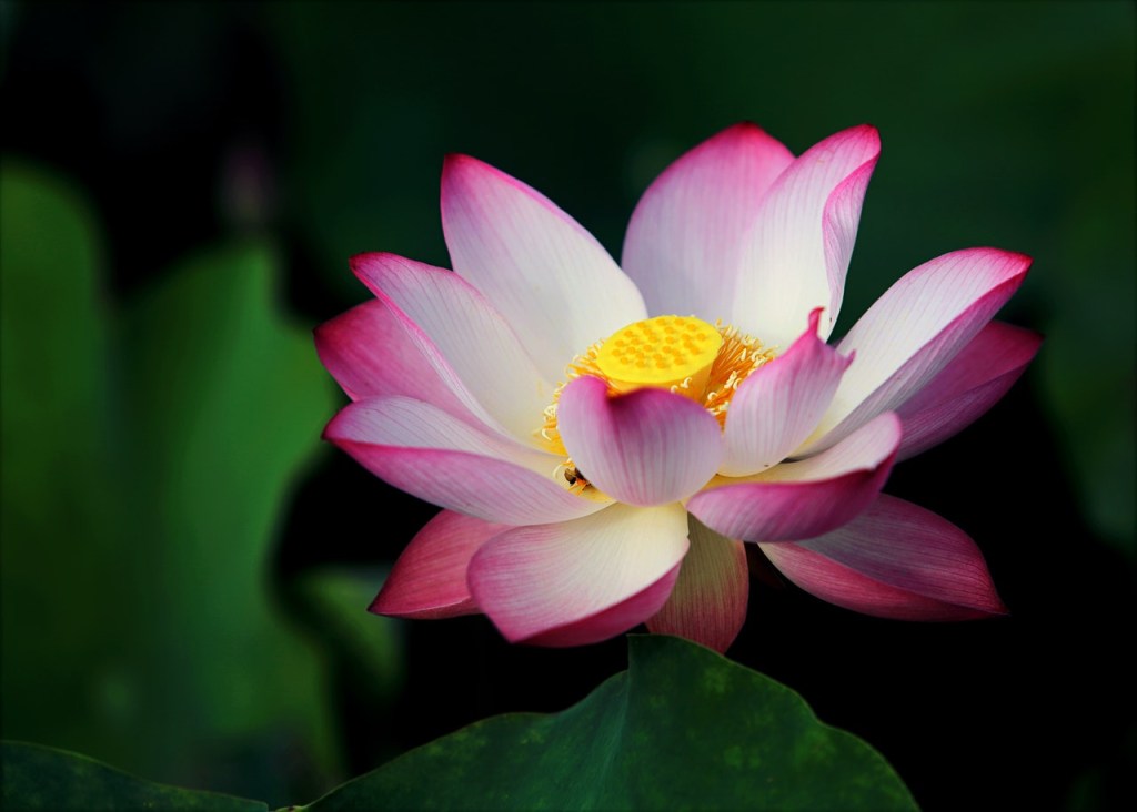 flor de lotus