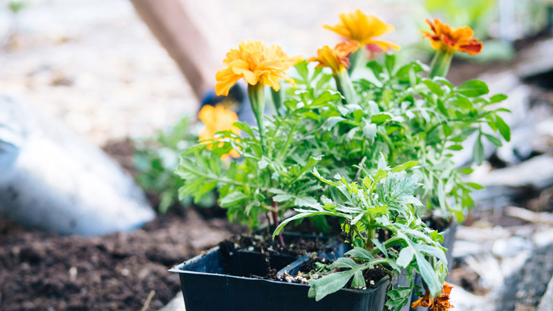 2-plantas-resistentes-ao-sol-cosmos-amarelo-gilmour 2-plantas-resistentes-ao-sol-cosmos-amarelo-gilmour
