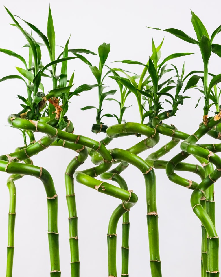 5-plantas-para-celebrar-a-chegada-do-ano-do-tigre-casa.com-bambu-da-sorte-torcido-dracaena-sanderiana-unsplash-severin-candrian Bambu da sorte