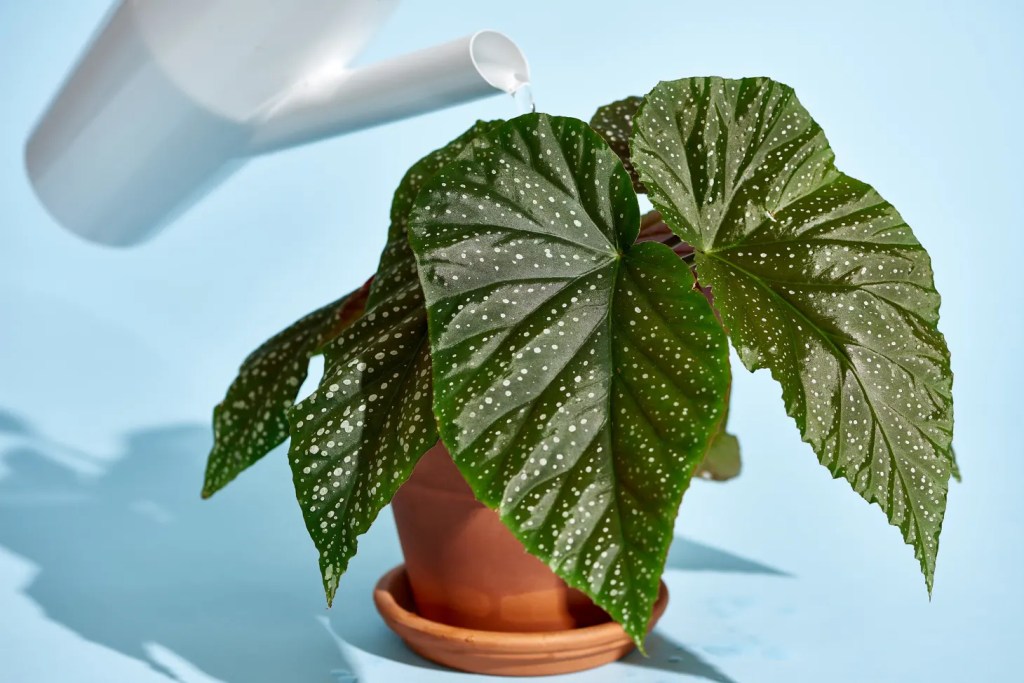 Begônia begonia como cuidar maculata rex elatior 