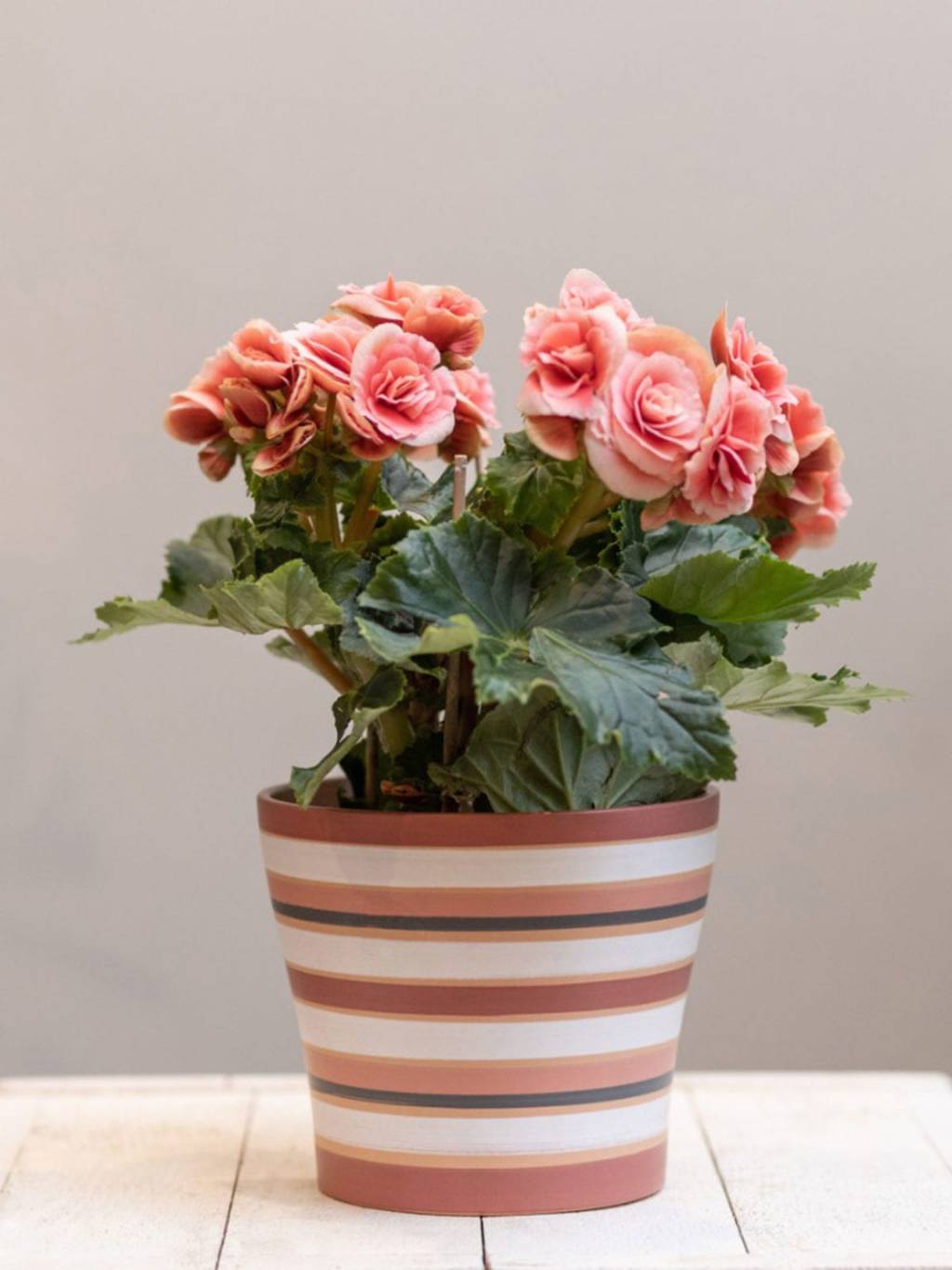 Begonia-conheça-os-diferentes-tipos-e-como-cuidar-em-casa-02 Begonia-conheça-os-diferentes-tipos-e-como-cuidar-em-casa-02
