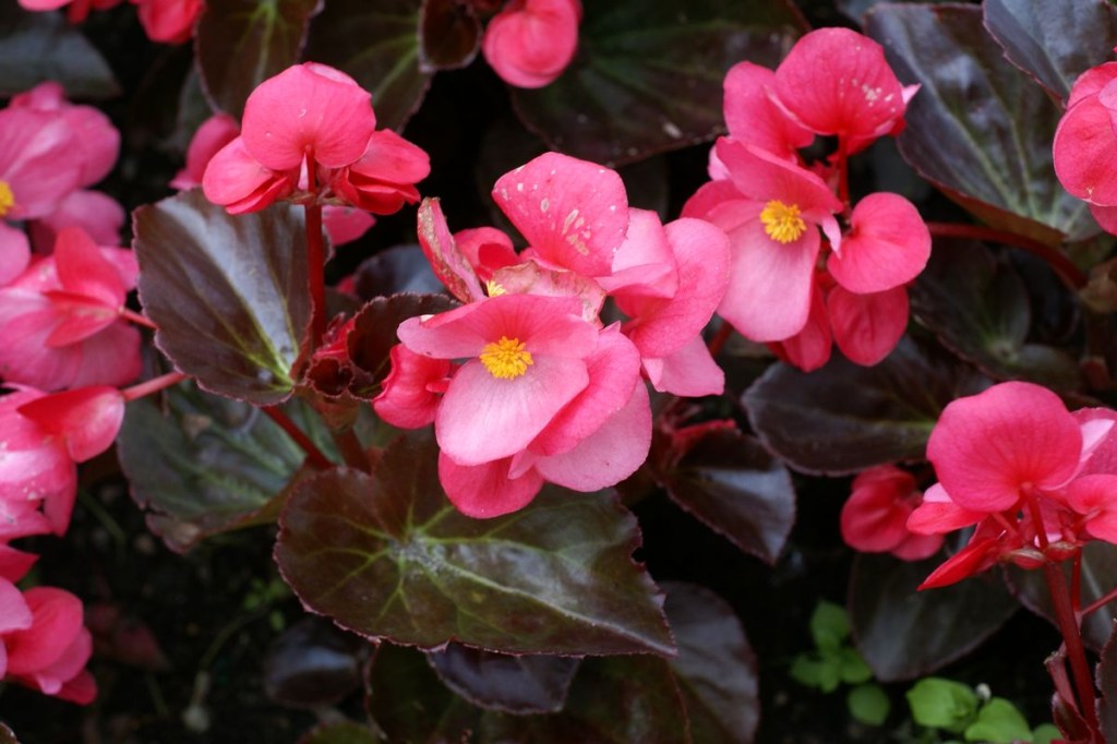 Begônia begonia como cuidar maculata rex elatior