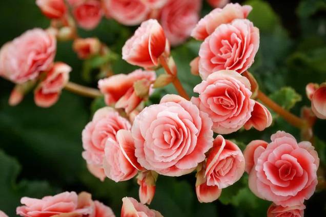 Begonia Elatior Begonia Elatior