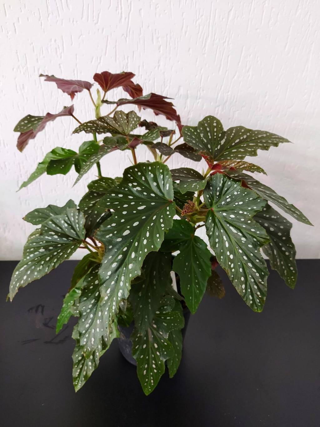 Begonia-conheça-os-diferentes-tipos-e-como-cuidar-em-casa-05 Begonia-conheça-os-diferentes-tipos-e-como-cuidar-em-casa-05