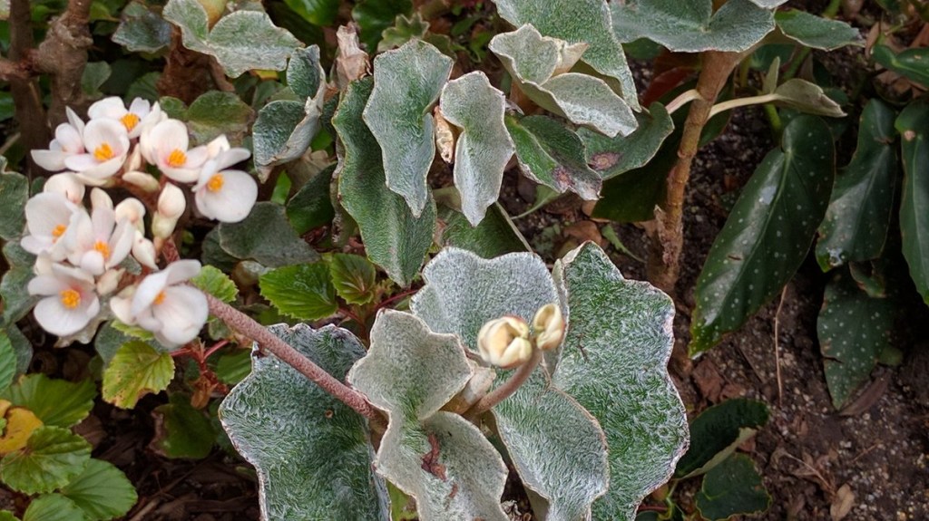 Begônia begonia como cuidar maculata rex elatior