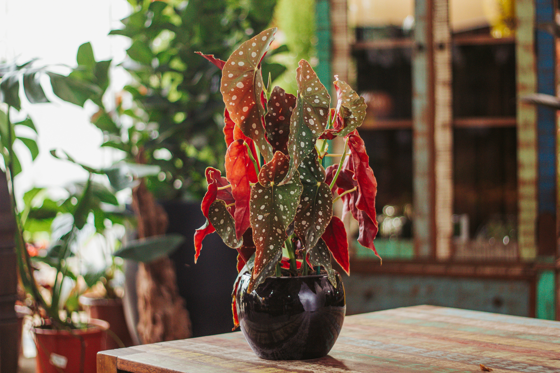 Begonia-conhe&ccedil;a-os-diferentes-tipos-e-como-cuidar-em-casa-07