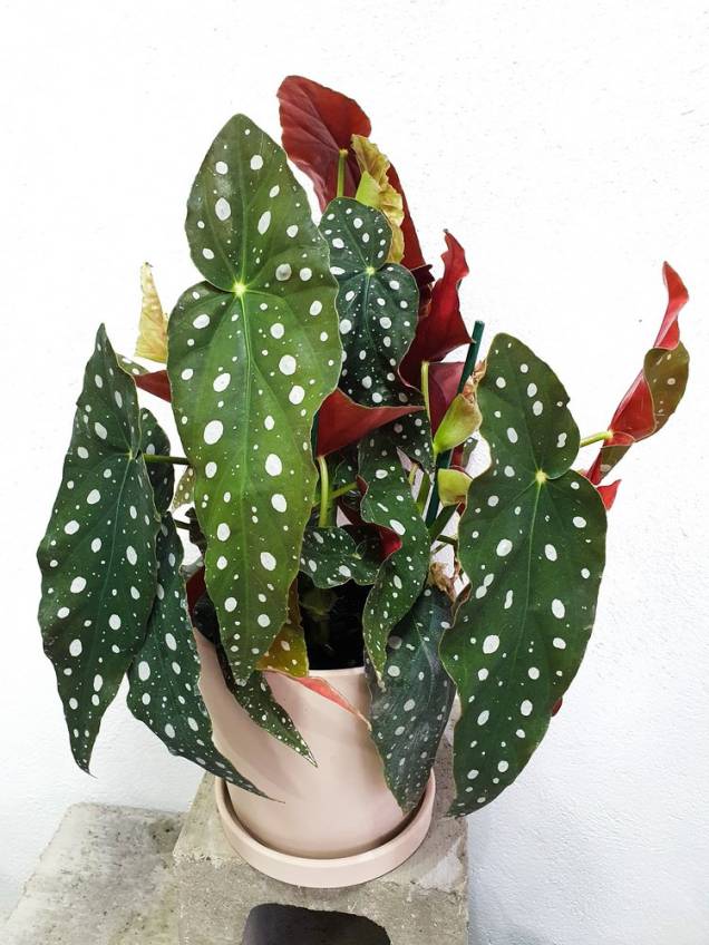 Begonia Maculata Begonia Maculata