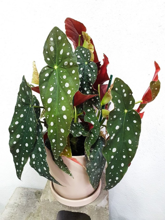 Begonia Maculata