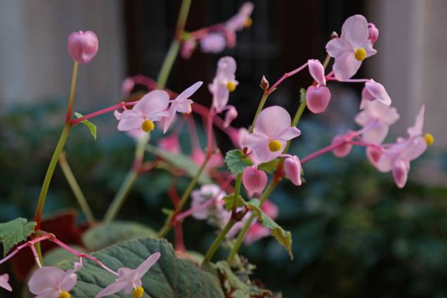 Begonia de Cera Begonia de Cera